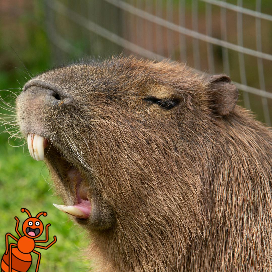 Cue the Capybaras Earth Cubs